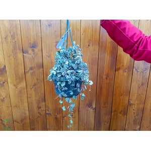 Lampášik (Ceropegia woodii) ´VARIEGATA´ - výška 30-50 cm, kont. C1,5L